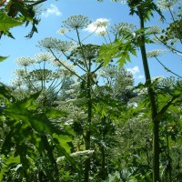 Giant Hogweed